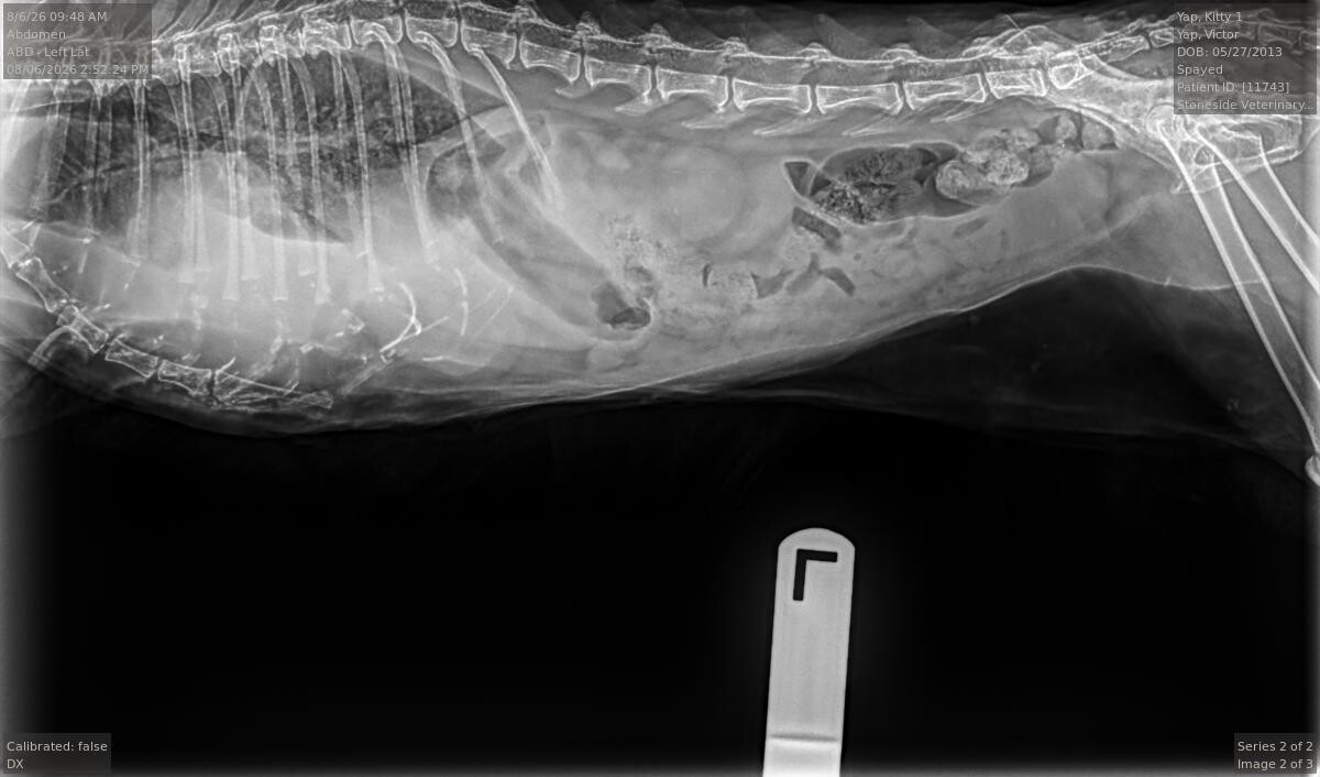 Left lateral abdominal radiograph of Kitty 1