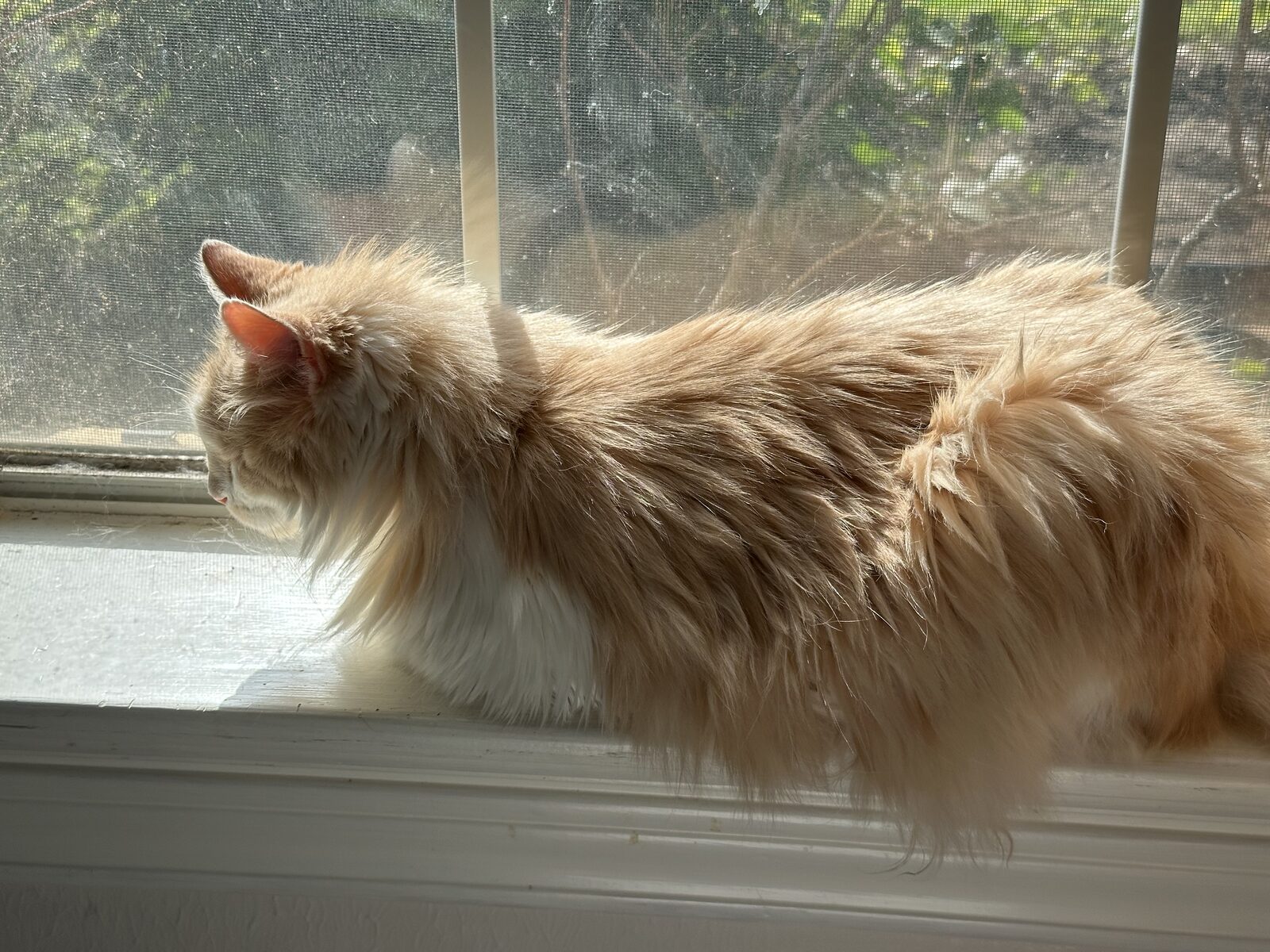 Kitty 1 sitting in the sunlight by her favorite window
