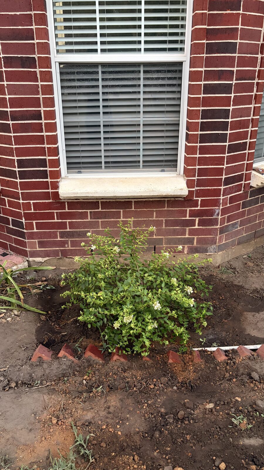 The flowering memorial bush planted for Kitty 1 beneath her window