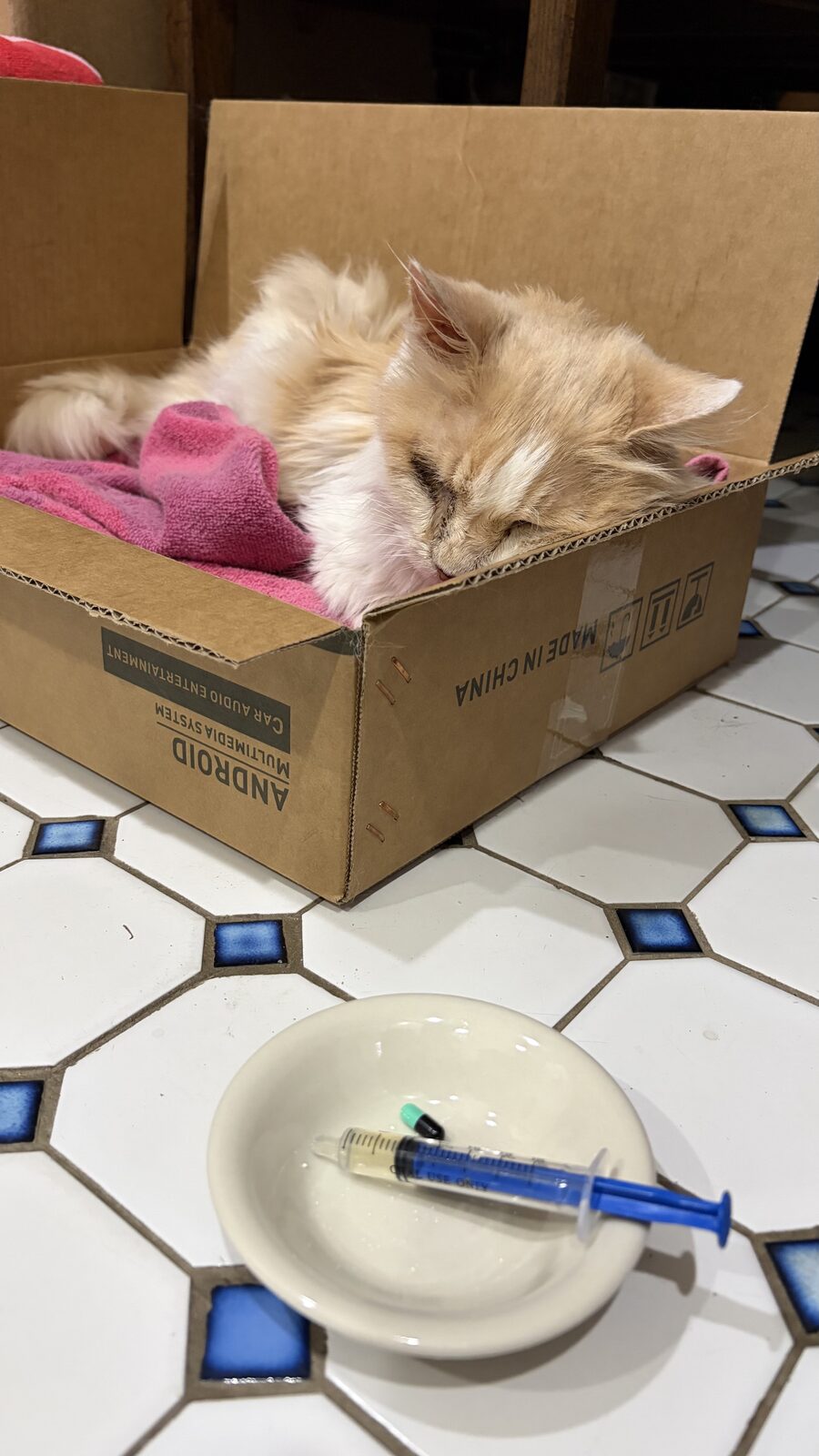 Kitty 1 resting in a cardboard box during her final weeks