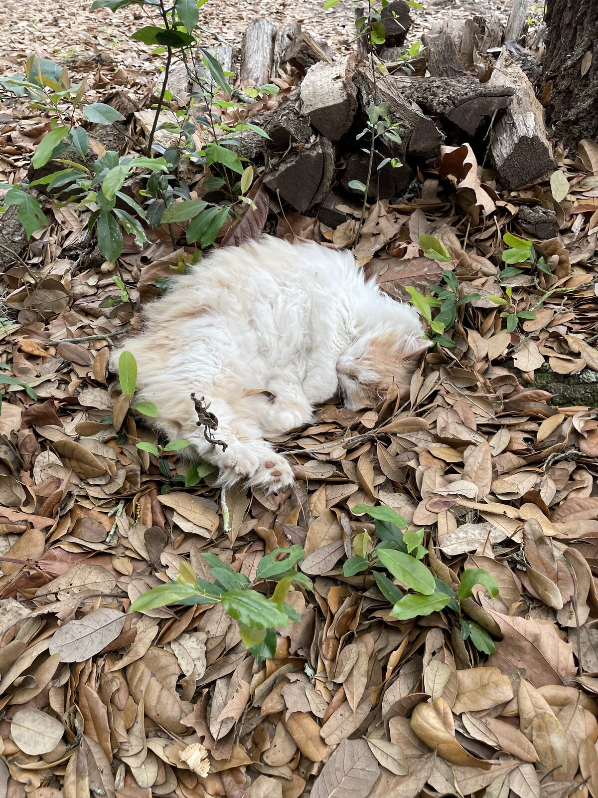 Kitty 1 sleeping among fallen leaves outdoors